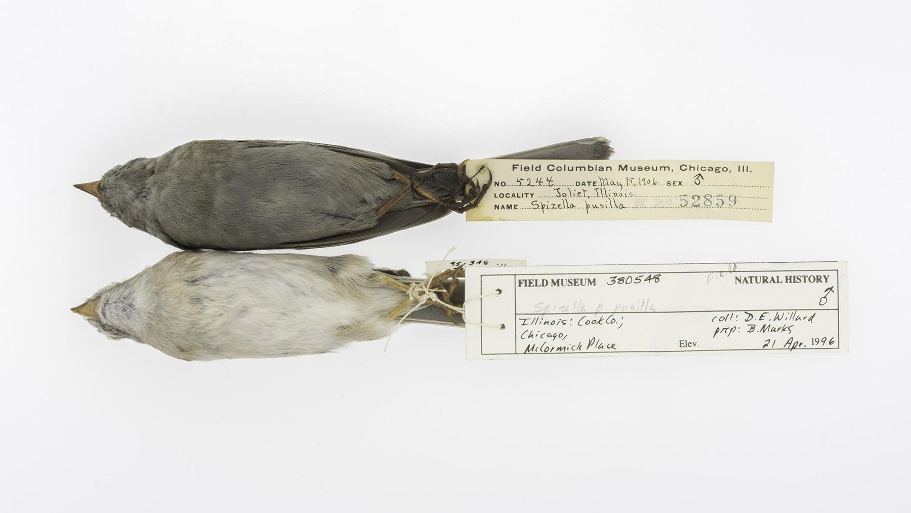 Field sparrows collected in Joliet, Ill., in 1906 (top) and Chicago in 1996 (bottom). (Courtesy of Carl Fuldner and Shane DuBay)