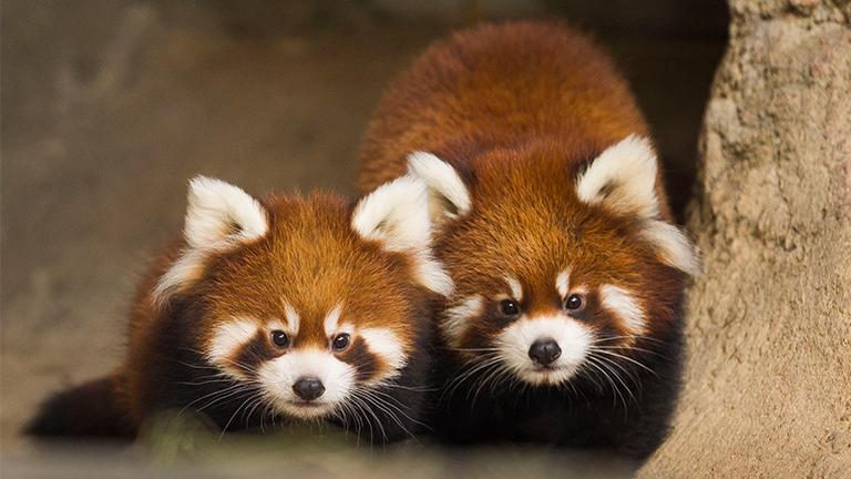 Red Panda Cubs At Lincoln Park Zoo Get Wrigley Field Inspired Names Chicago News Wttw