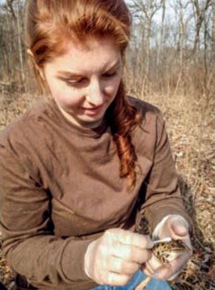  Ashley Hosmer, an intern supporting the research project, swabs a northern leopard frog to collect secreted hormones tested for stress levels. (Courtesy of Allison Sacerdote-Velat)