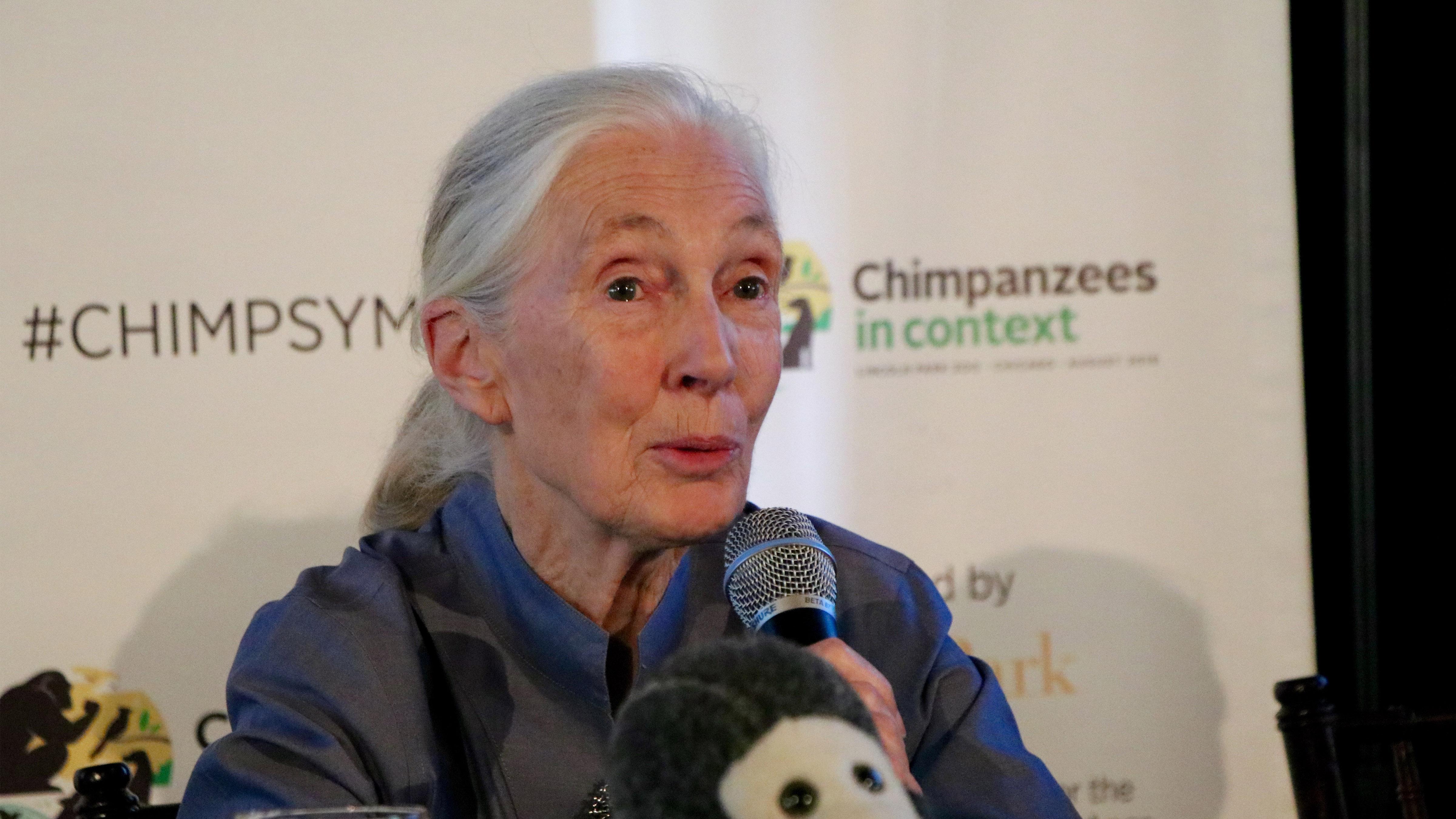 Dr. Jane Goodall speaks at the Lincoln Park Zoo on Thursday, the first day of the Chimpanzees in Context conference. (Evan Garcia / Chicago Tonight)