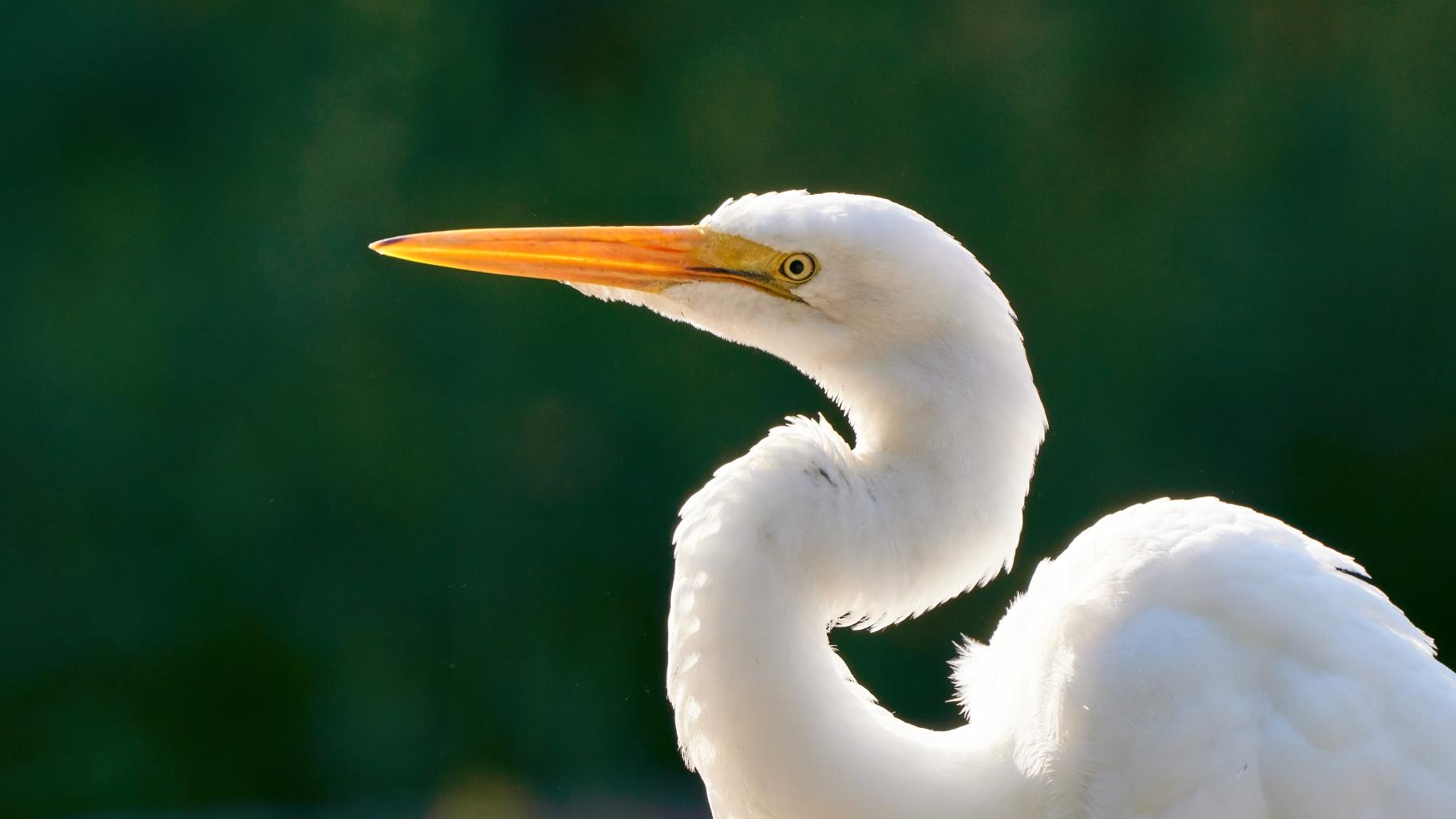A great egret. (Credit: Jorge Garcia)