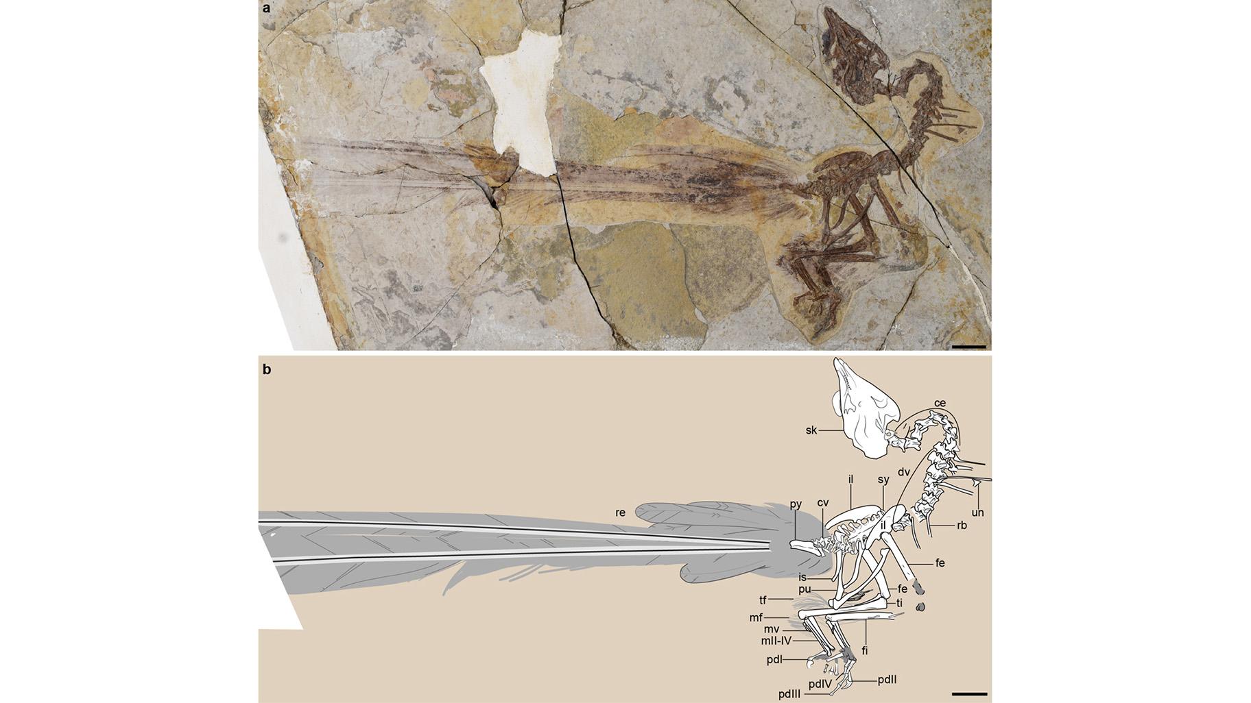 This graphic showcases the new fossil discovery and its well-preserved feathers. (Wang et al / The Field Museum)