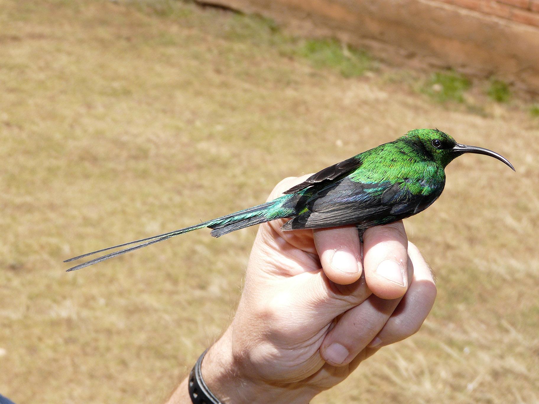 Fossil Reveals Bird With Long, Flashy Tail Feathers That Lived 120