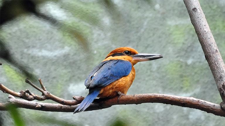 A Guam kingfisher at Lincoln Park Zoo. This type of bird now only exists in captivity. (Heather Paul / Flickr)