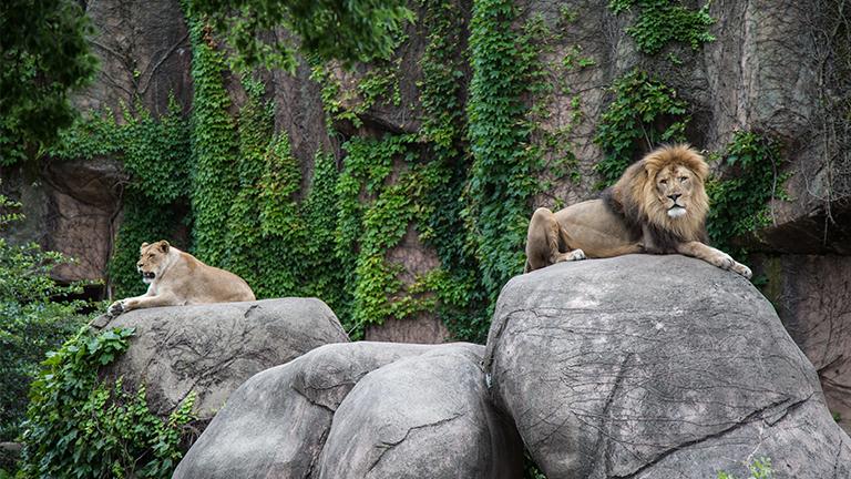 Lincoln Park Zoo Announces $125M Campaign, Major Exhibit Plans