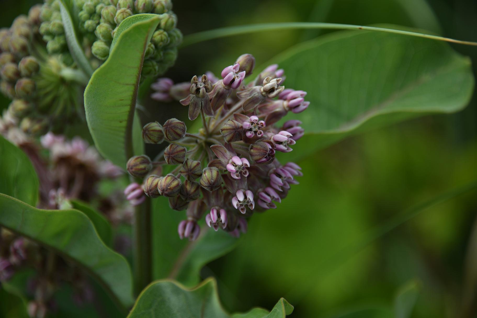 Milkweed is the only source of food for the troubled monarch butterfly. (eliza28diamonds / Pixabay)