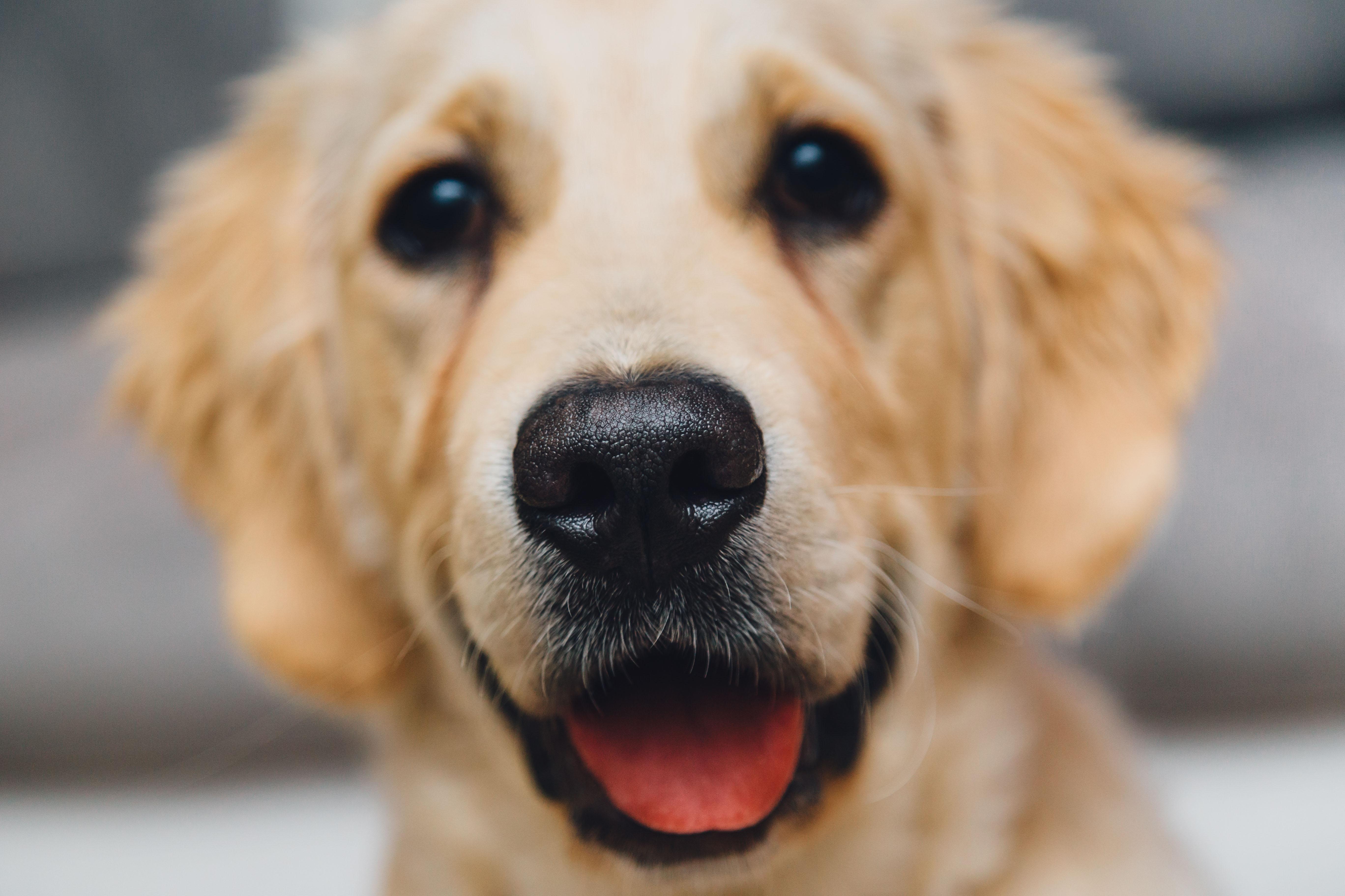 Make new furry friends Friday on the red carpet.