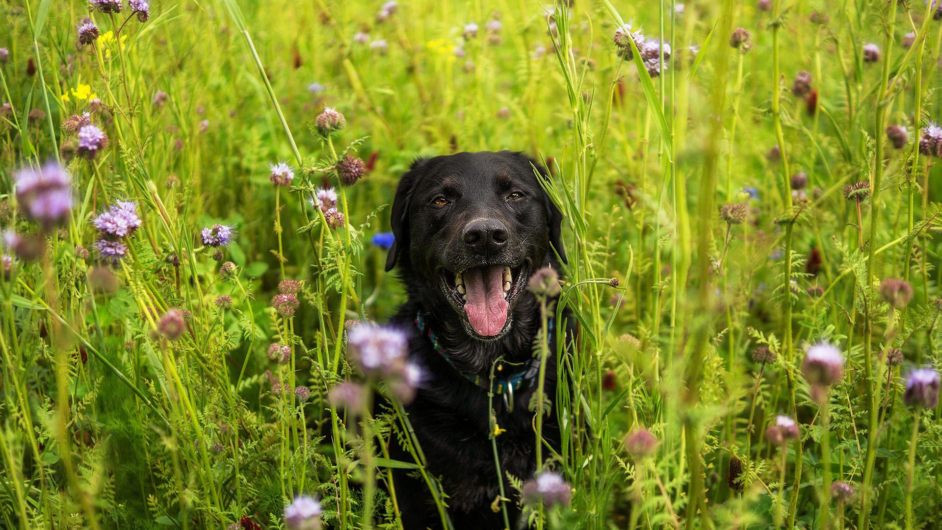 Pick up some flowers while helping out the West Suburban Humane Society. 