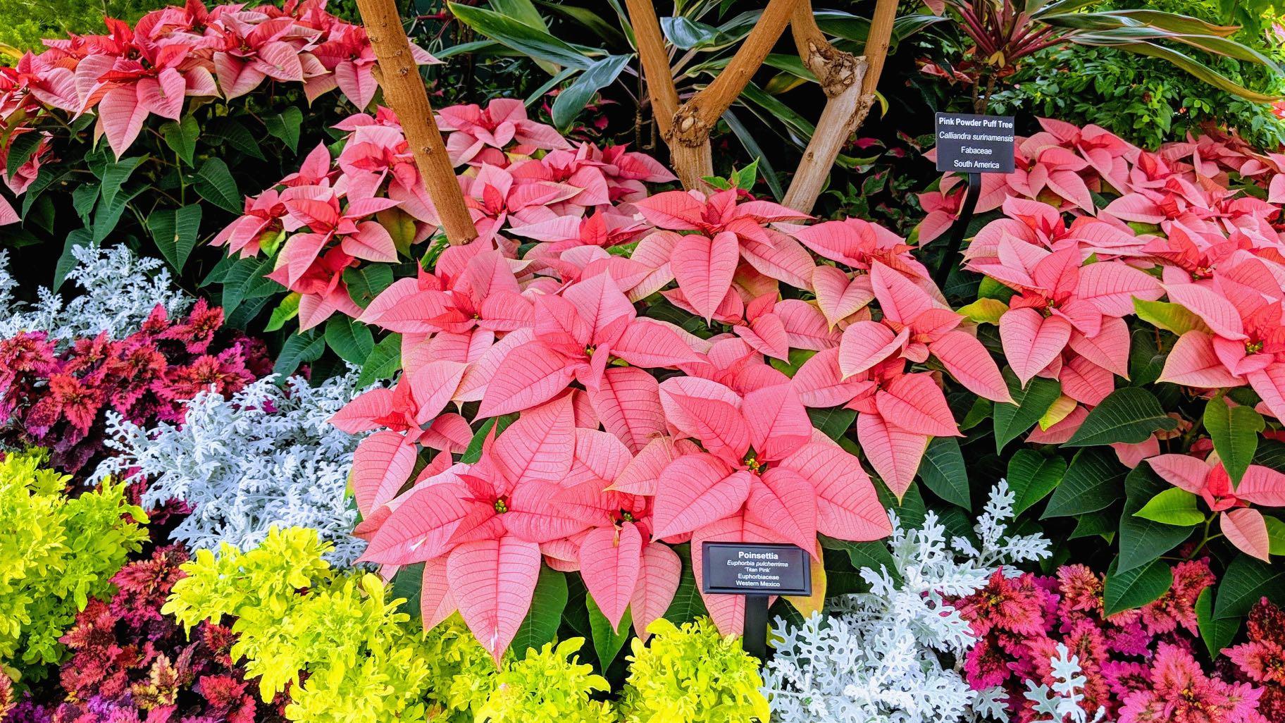 Lincoln Park Conservatory's winter flower show features colorful poinsettias. (Courtesy of Chicago Park District)
