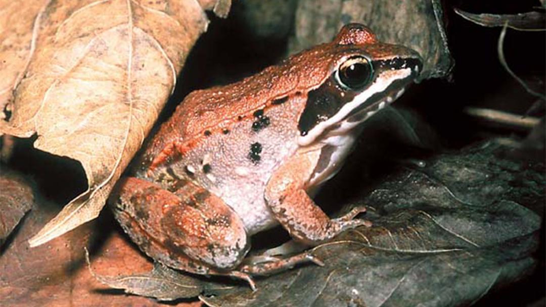 Researchers are studying populations of wood frogs in Lake County. (Wisconsin Department of Natural Resources / Dan Nedrelo)