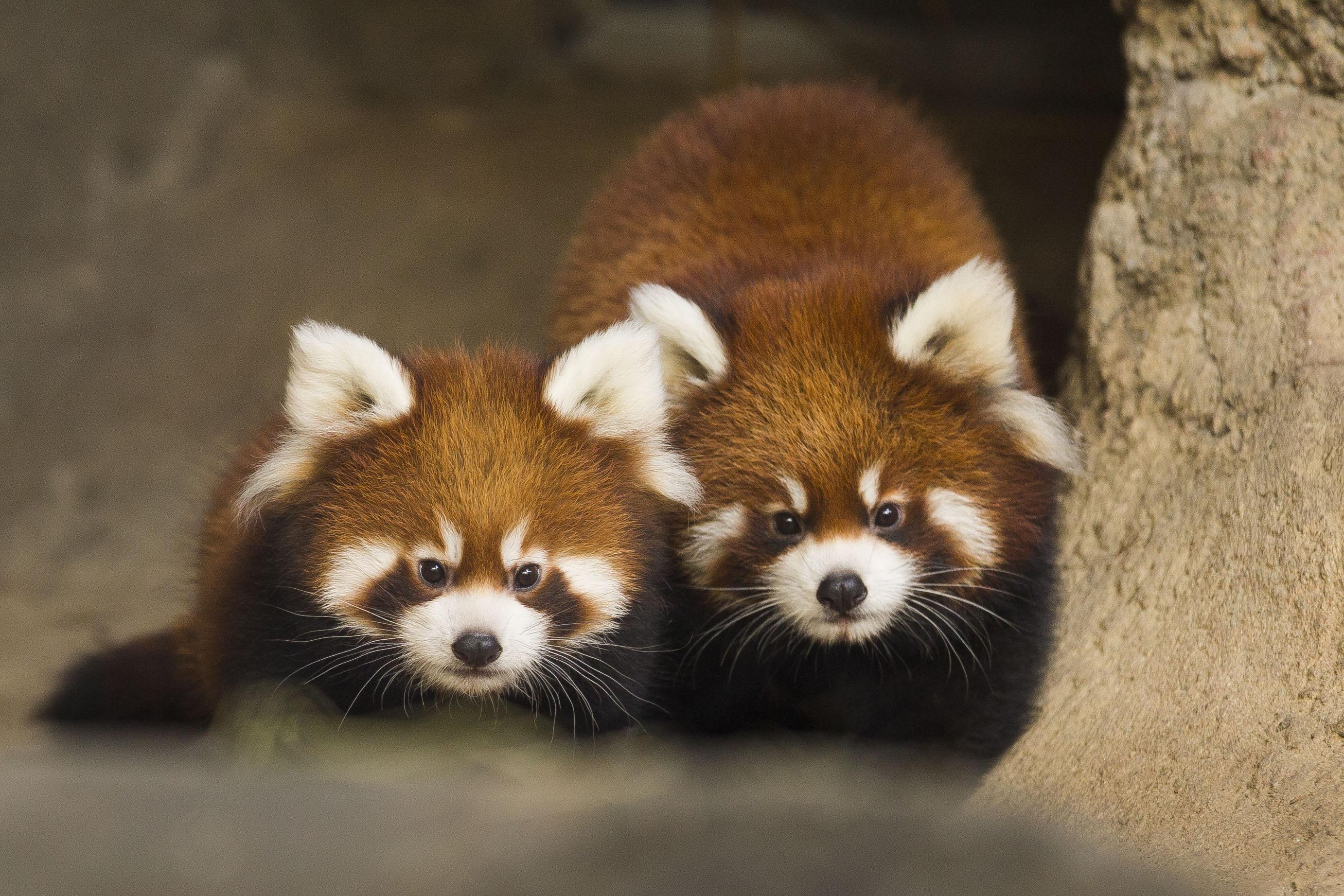 Red Panda Cubs Leaving Lincoln Park Zoo, Chicago News