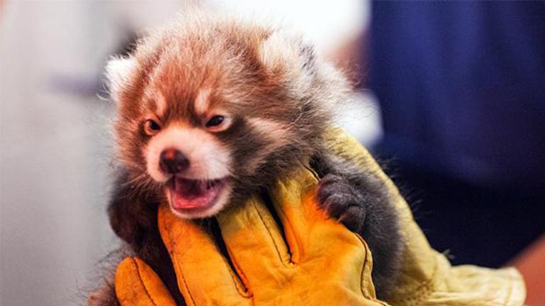 Red Panda Cubs at Lincoln Park Zoo Get Wrigley Field-Inspired Names ...