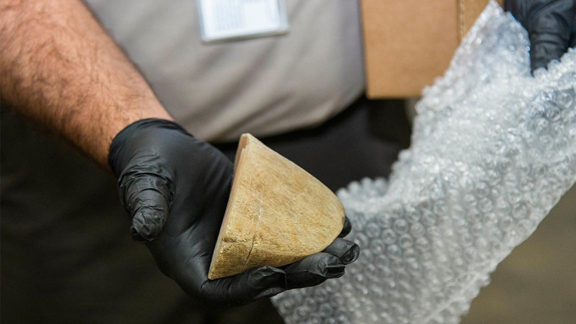 The Brookfield Zoo donated this piece of black rhino horn to the U.S. Fish and Wildlife Service for its dog training program to catch wildlife contraband. (Kelly Tone / Chicago Zoological Society)