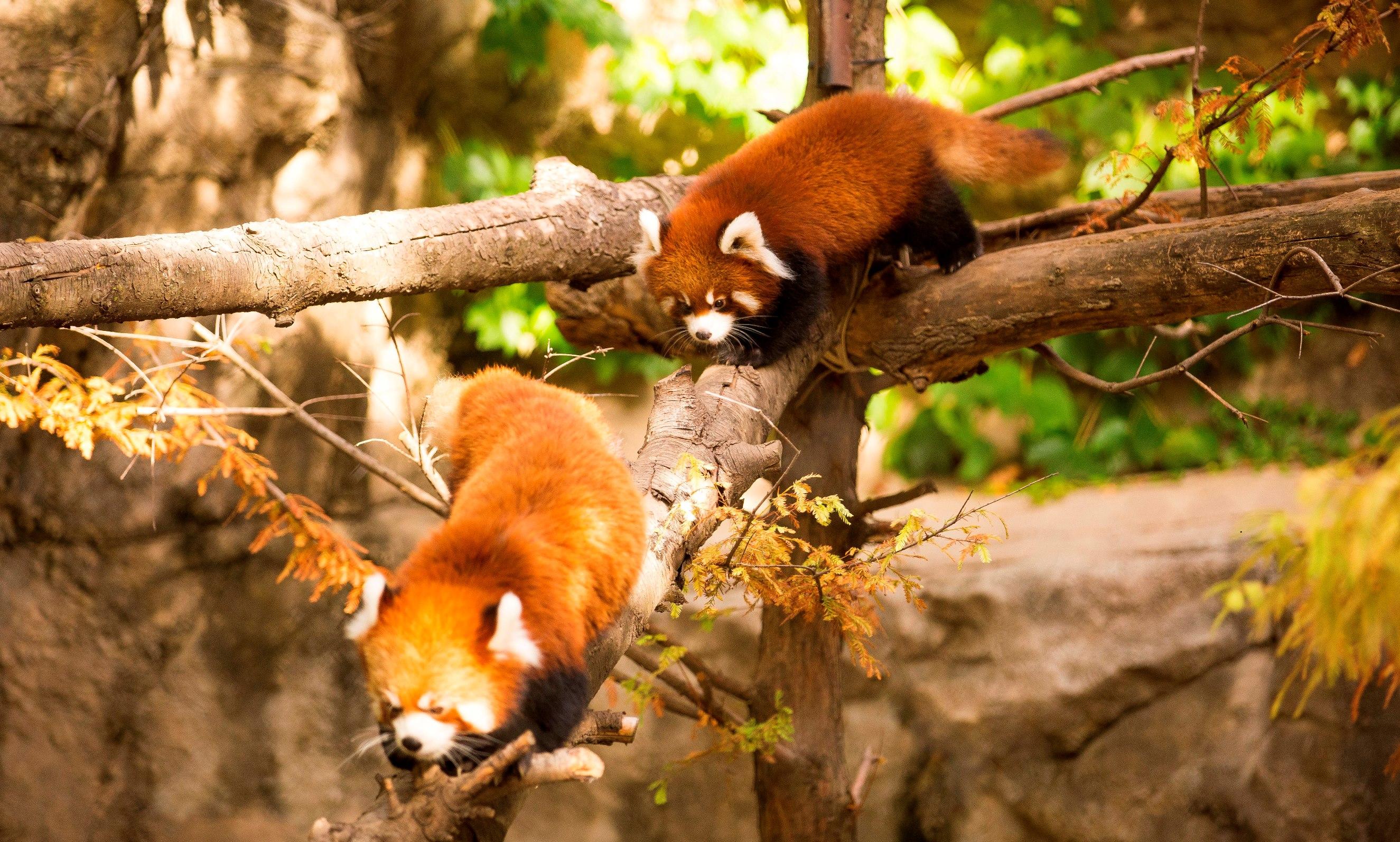 Red Panda Cubs Leaving Lincoln Park Zoo | Chicago News | WTTW