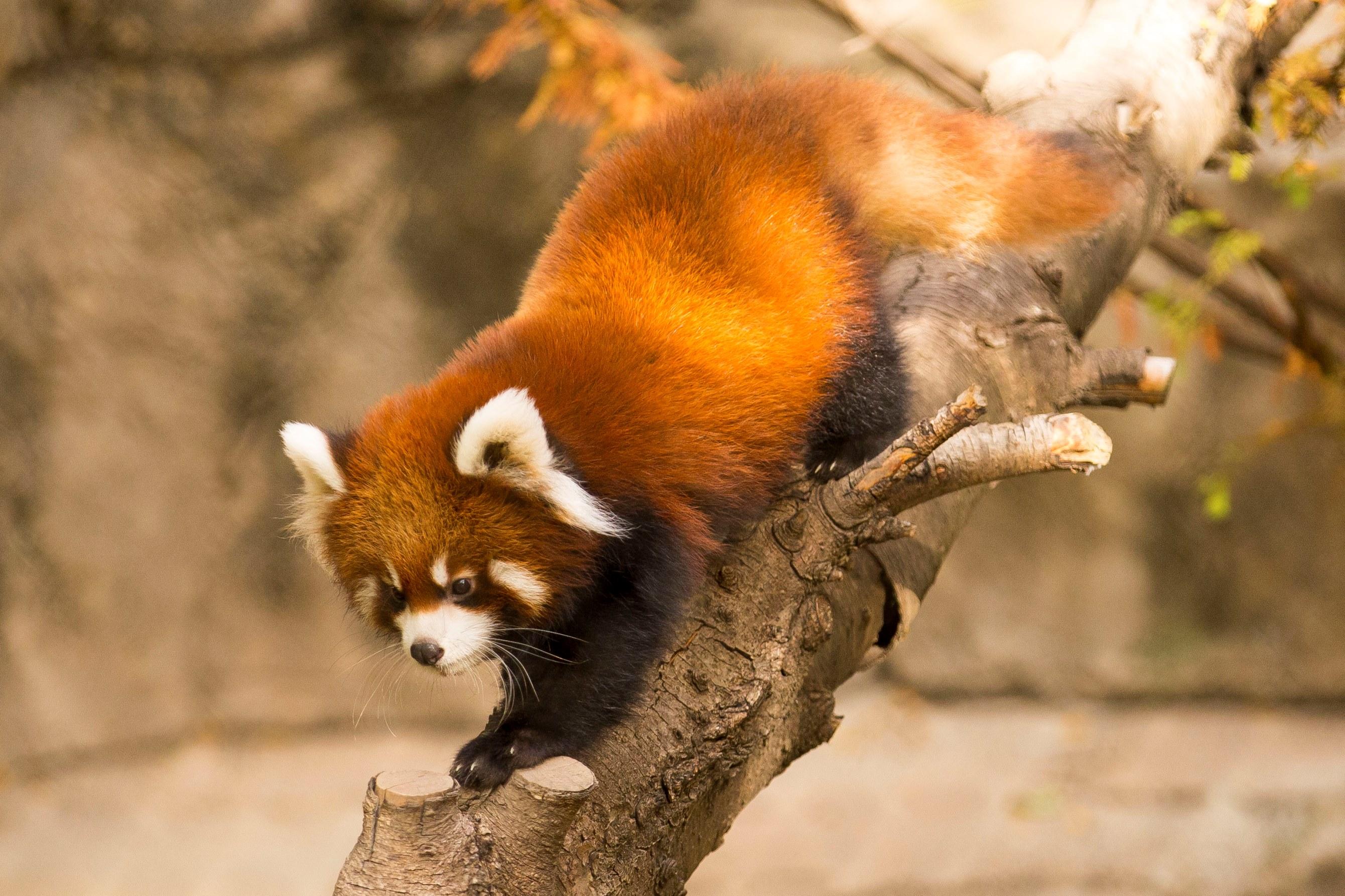 Typical Lifespan Of A Red Panda