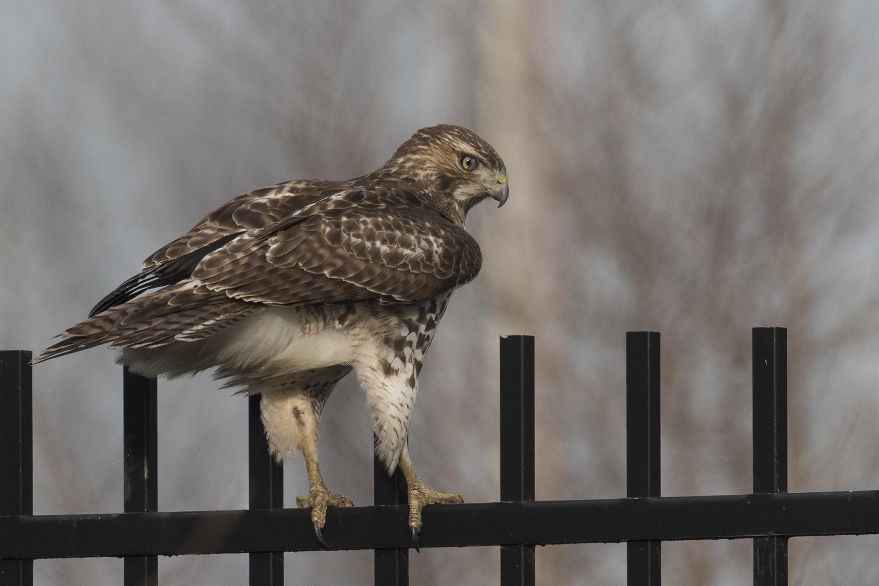 Whats That Sound Distinctive Birdcalls Heard In Chicago