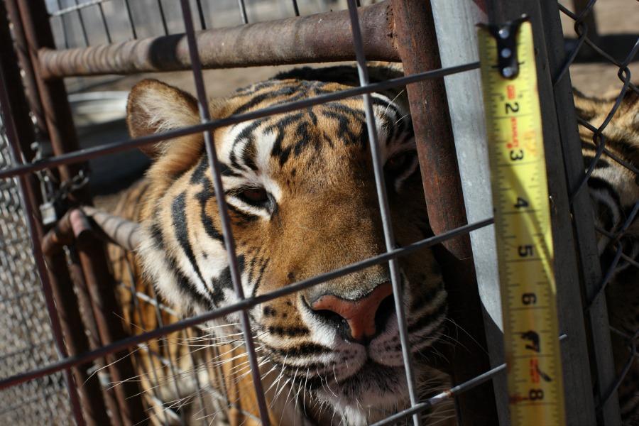 Brookfield Zoo Addresses Ethics of Animal Captivity | Chicago News | WTTW Brookfield Zoo Addresses Ethics of Animal Captivity | Chicago News | WTTW