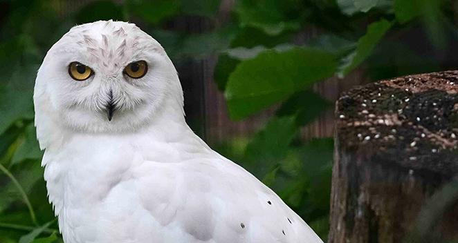 Dad Stanley continues to assist mom Freya in bringing food to the snowy owl chicks. (Lincoln Park Zoo)