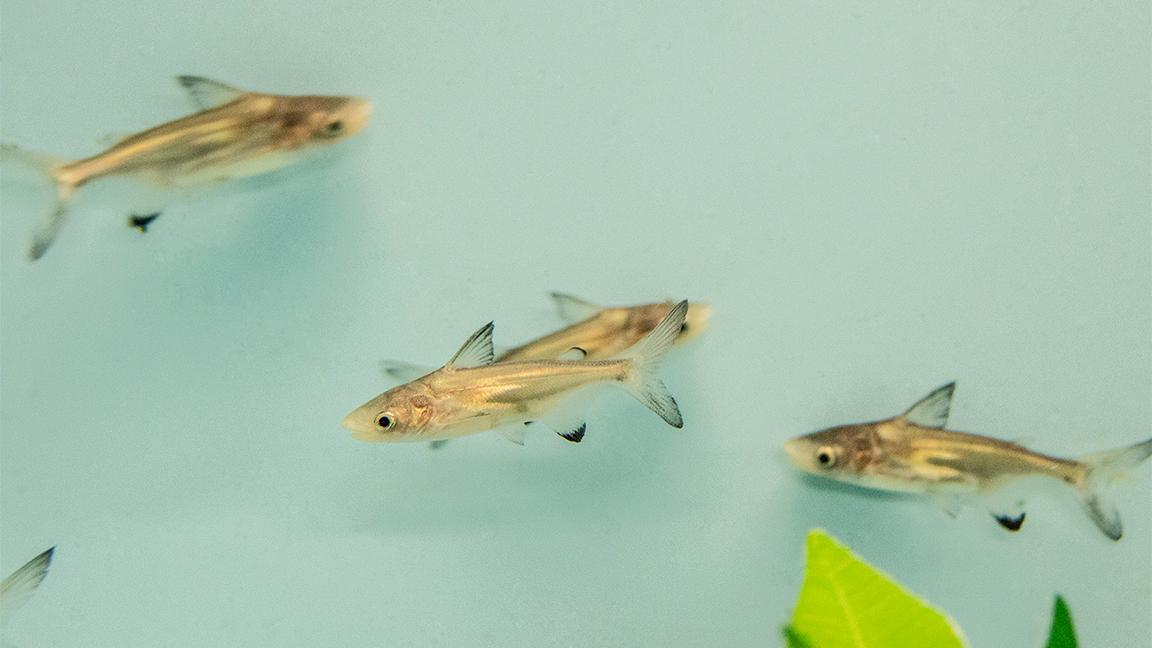Juvenile Thai catfish confiscated at O’Hare are being cared for at the Shedd Aquarium. (Courtesy Shedd Aquarium)