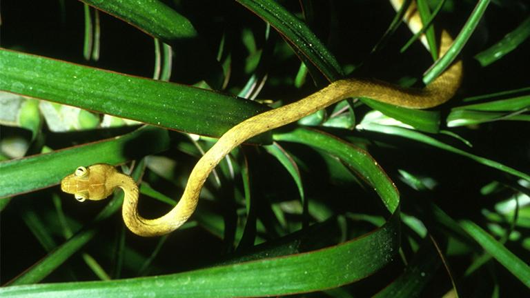 The brown tree snake is responsible for killing off a devastating number of Guam's native birds. (U.S. Fish and Wildlife Service)