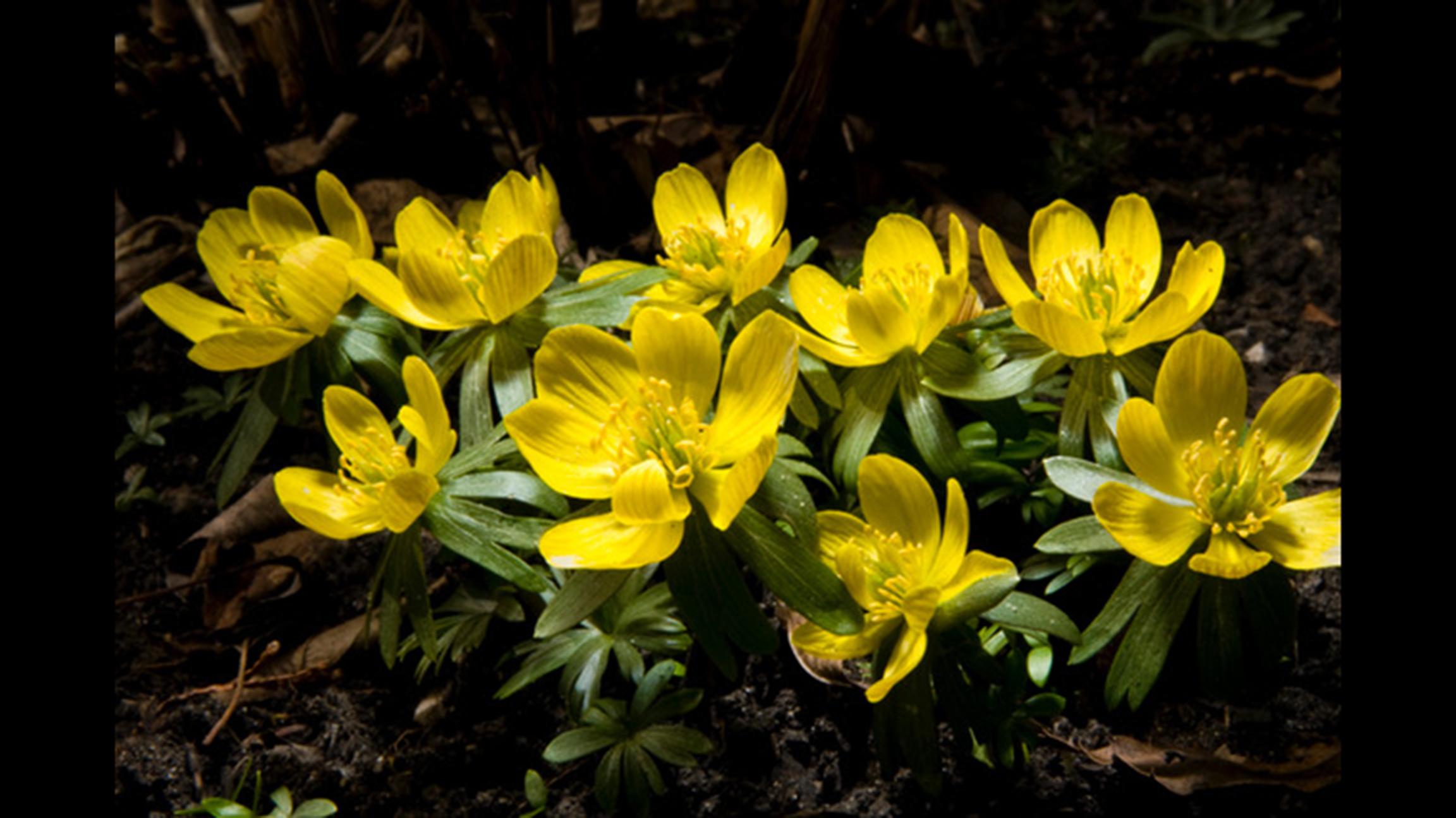 Winter aconite (Courtesy Chicago Botanic Garden)