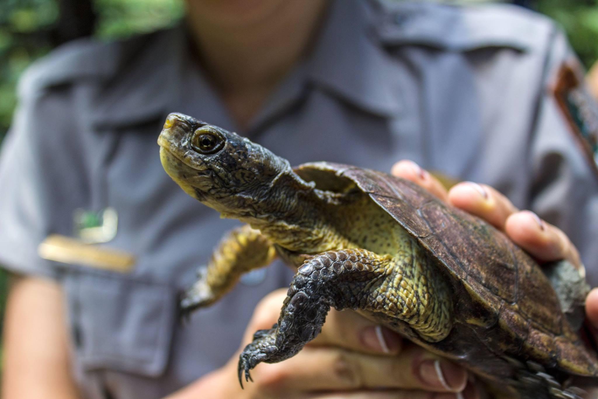 Conservationists brand tortoise shells to save species from the pet trade •