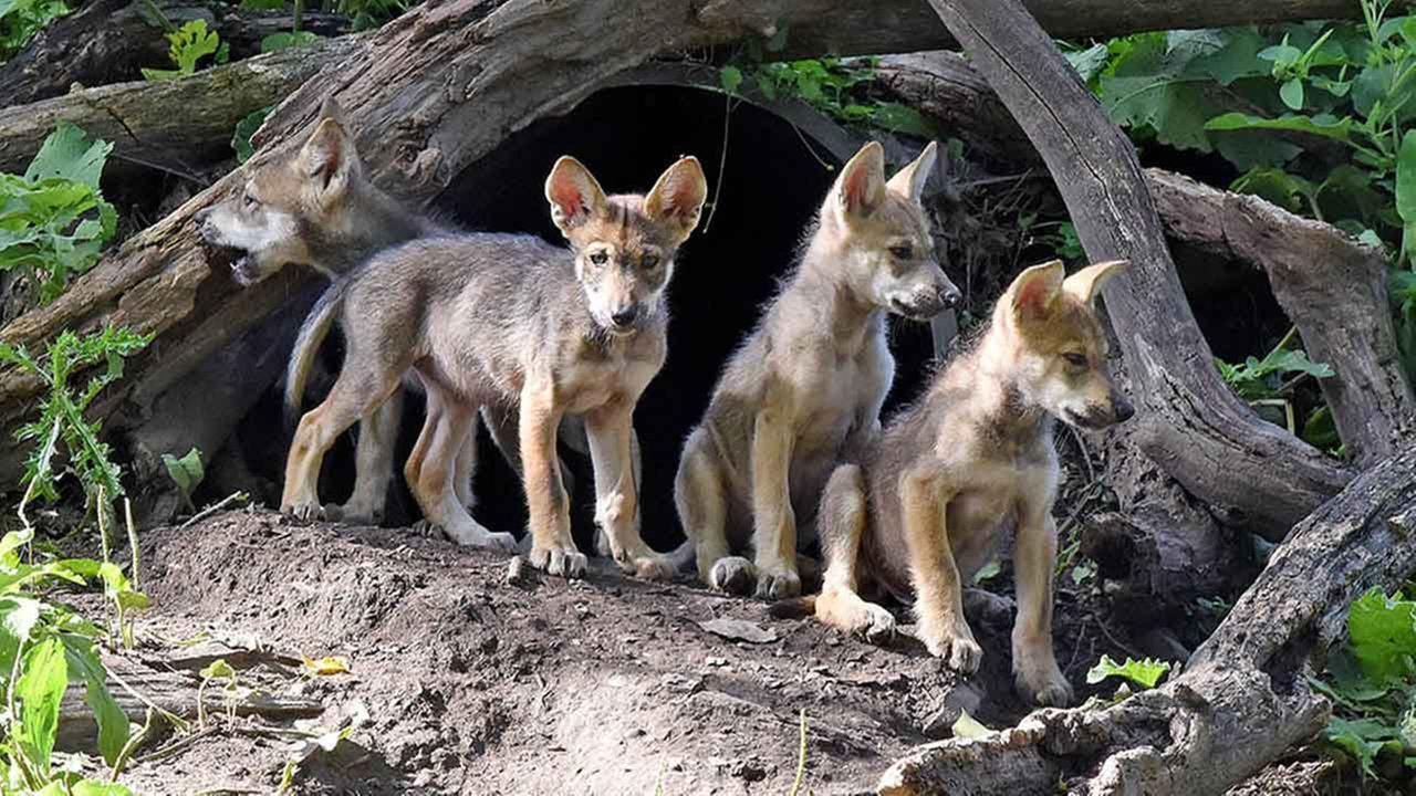 gray wolf pups with parents