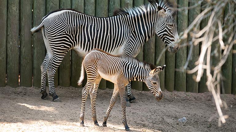 The newborn zebra brings to five the number of Grevy's zebras at the Lincoln Park Zoo. (Todd Rosenberg / Lincoln Park Zoo)