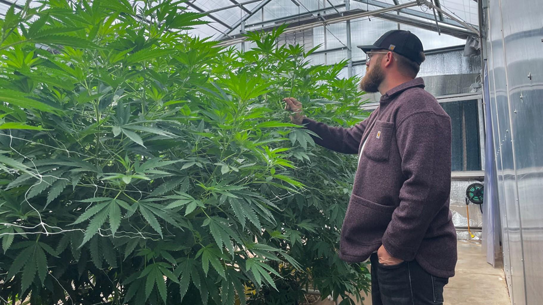 Justin Ward stands next to some hemp plants at Stoney Branch Farms, which can grow to be 12-16 feet. While Stoney Branch sells hemp in the form of gummies, teas, capsules, joints and whole flowers, hemp is also widely used to make paper, fabrics, rope, makeup and lotions. (Isabella Schoonover / Medill Illinois News Bureau) Justin Ward stands next to some hemp plants at Stoney Branch Farms, which can grow to be 12-16 feet. While Stoney Branch sells hemp in the form of gummies, teas, capsules, joints and whole flowers, hemp is also widely used to make paper, fabrics, rope, makeup and lotions. (Isabella Schoonover / Medill Illinois News Bureau)