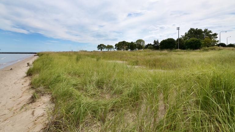 A view of the 63rd Street dunes. (Courtesy Chicago Park District)