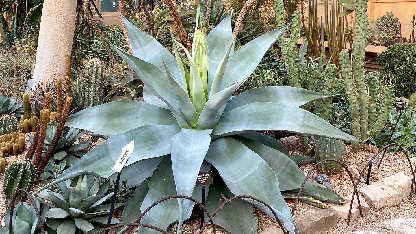 The spike of an agave plant at Garfield Park Conservatory is just beginning to emerge, and should reach 6 feet. This is the beginning phase of the plant's first, and last, bloom. (Courtesy of Garfield Park Conservatory)