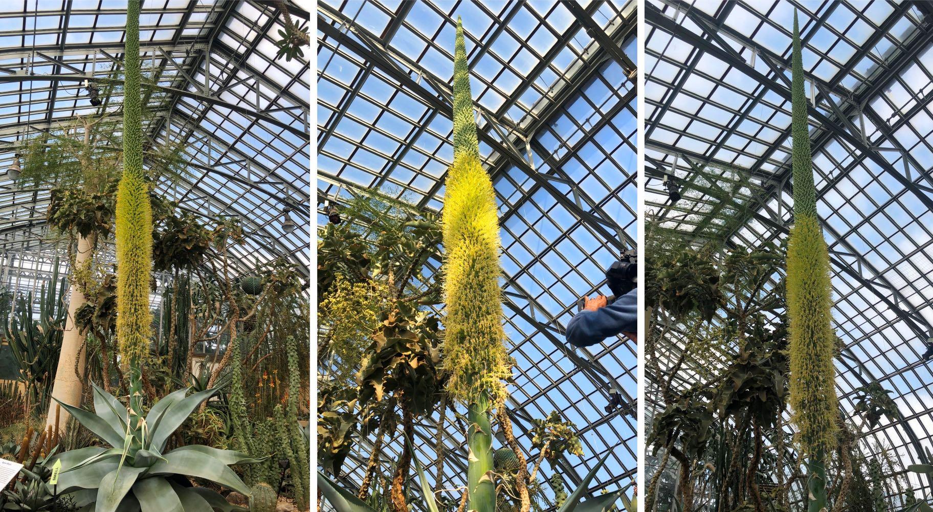Guien the agave, at Garfield Park Conservatory, Feb. 7, 2022. (Patty Wetli / WTTW News)