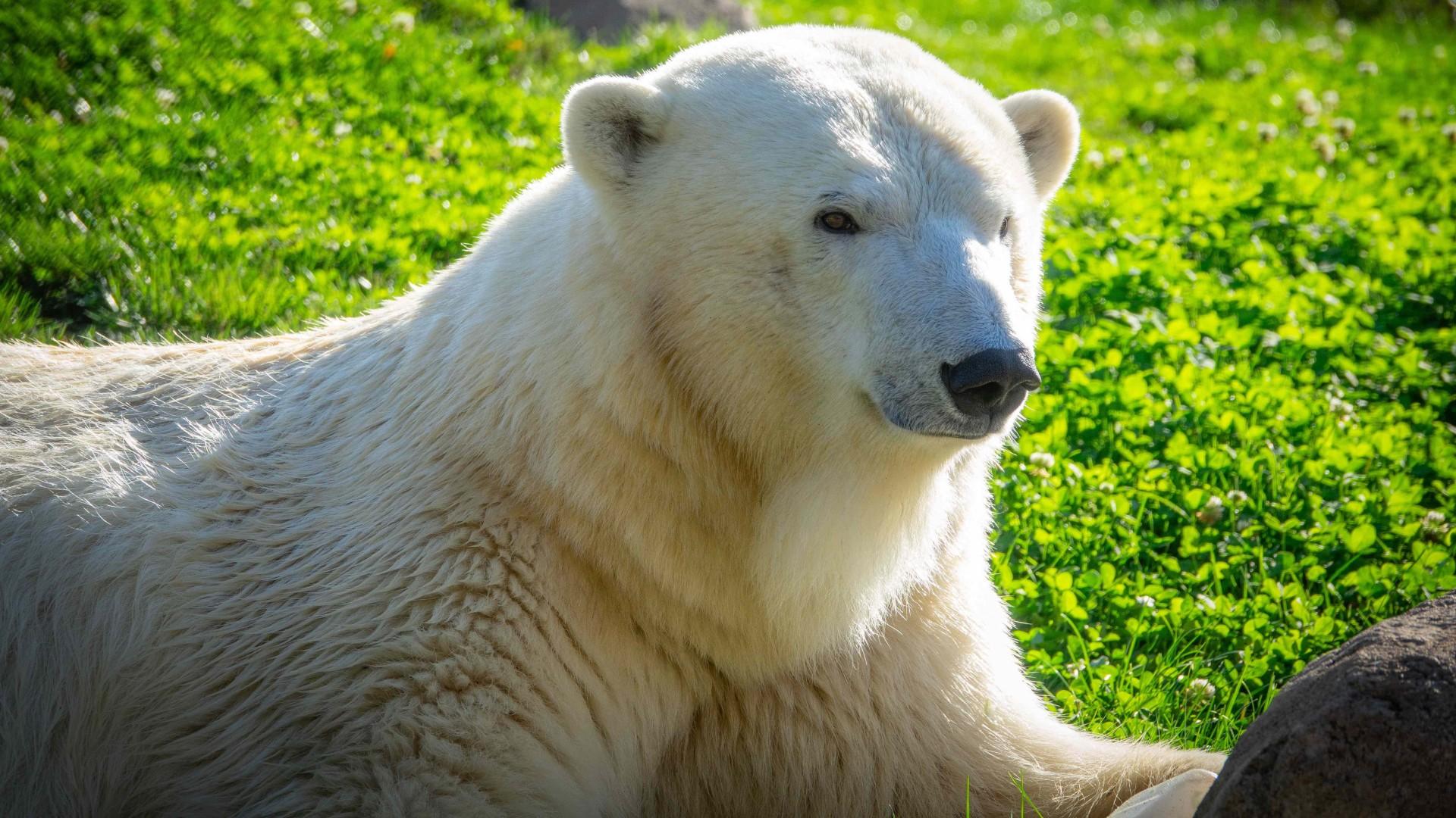 Amelia Gray, an 8-year-old female polar bear, is coming to Brookfield Zoo from Oregon, as matchmakers hope she'll mate with Brookfield's male, Hudson. (Courtesy of the Oregon Zoo)