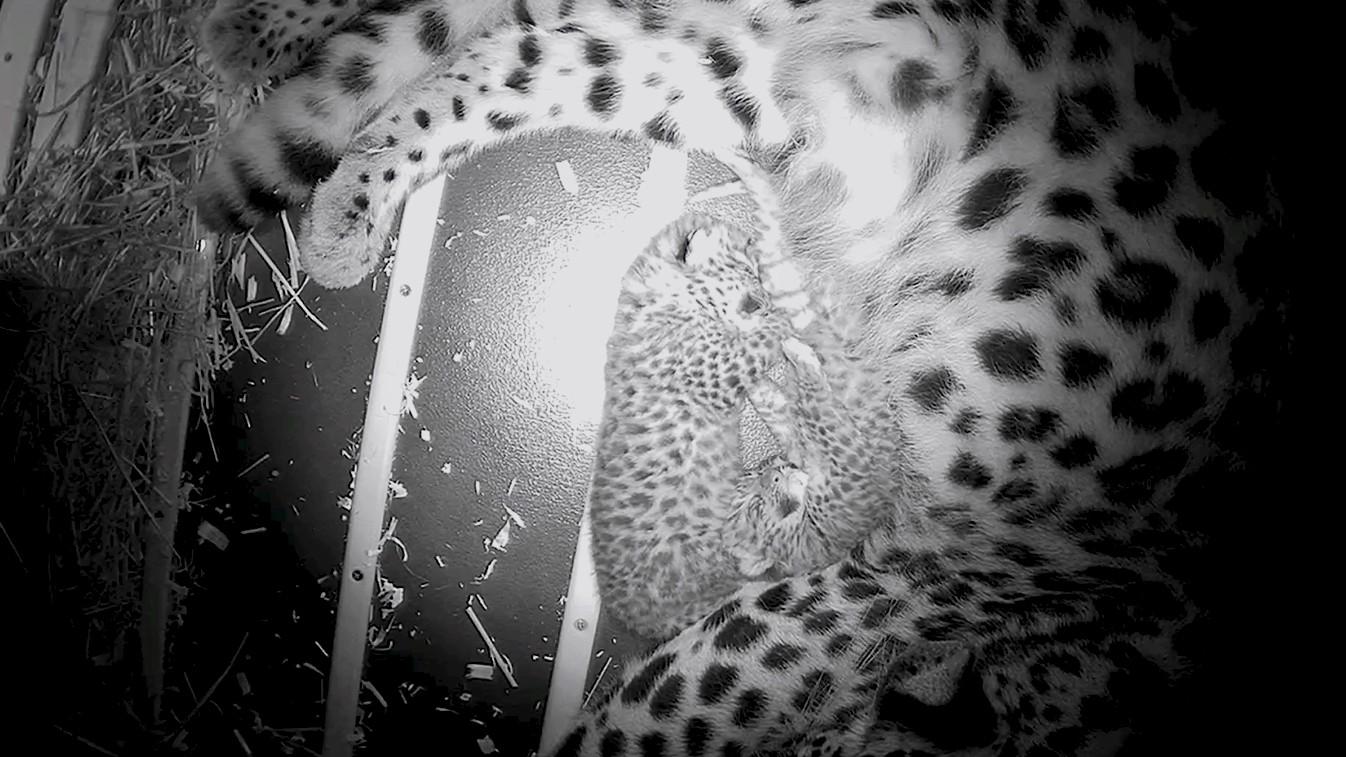 Newborn Amur leopard cubs snuggle up to each other and first-time mom Mina at Brookfield Zoo Chicago. (Courtesy of Brookfield Zoo Chicago) Newborn Amur leopard cubs snuggle up to each other and first-time mom Mina at Brookfield Zoo Chicago. (Courtesy of Brookfield Zoo Chicago)