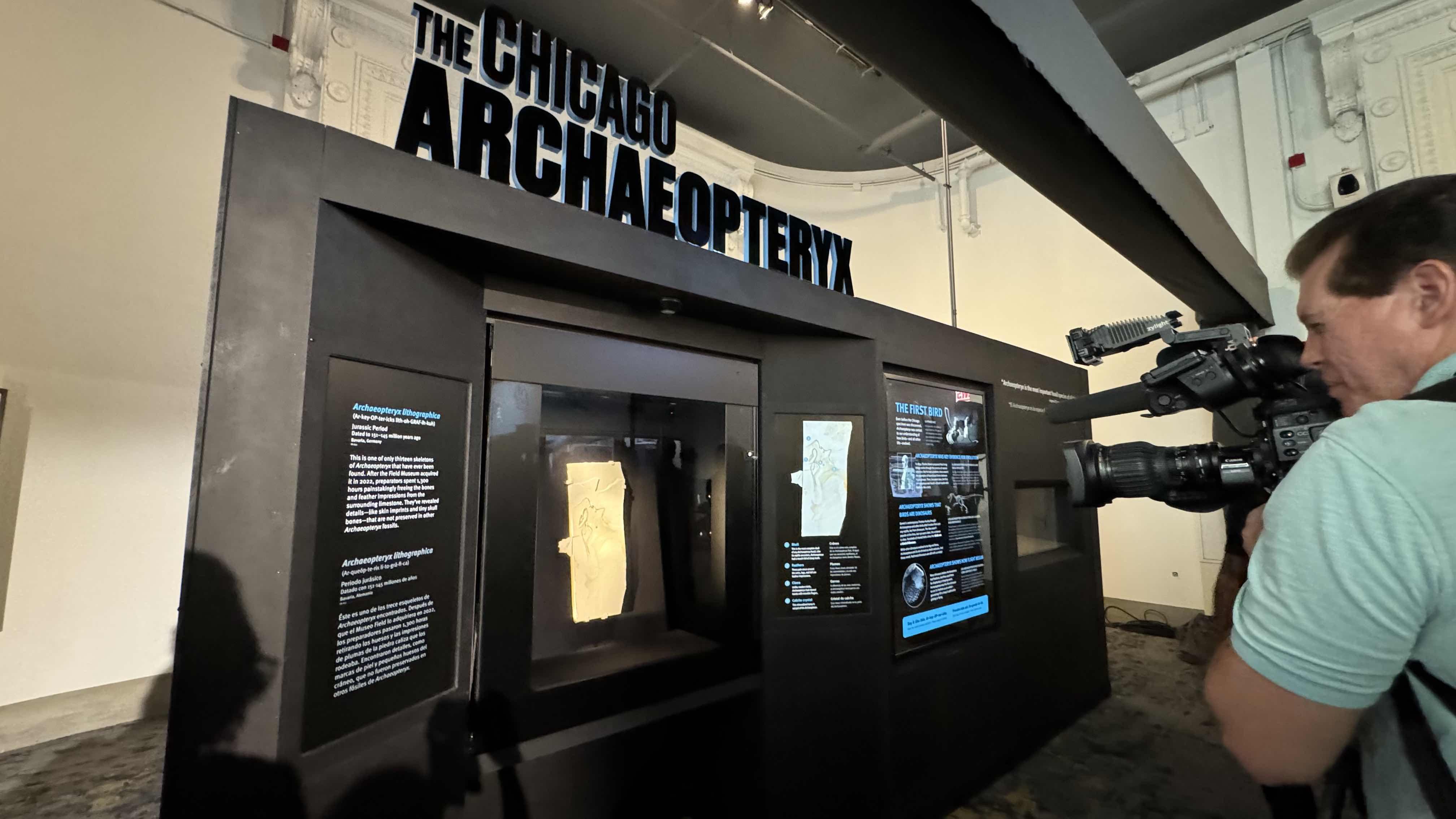The Chicago Archaeopteryx, unveiled in May, has been on display in a temporary exhibit. It will go off view for the summer while its permanent exhibit is under construction. (Patty Wetli / WTTW News)