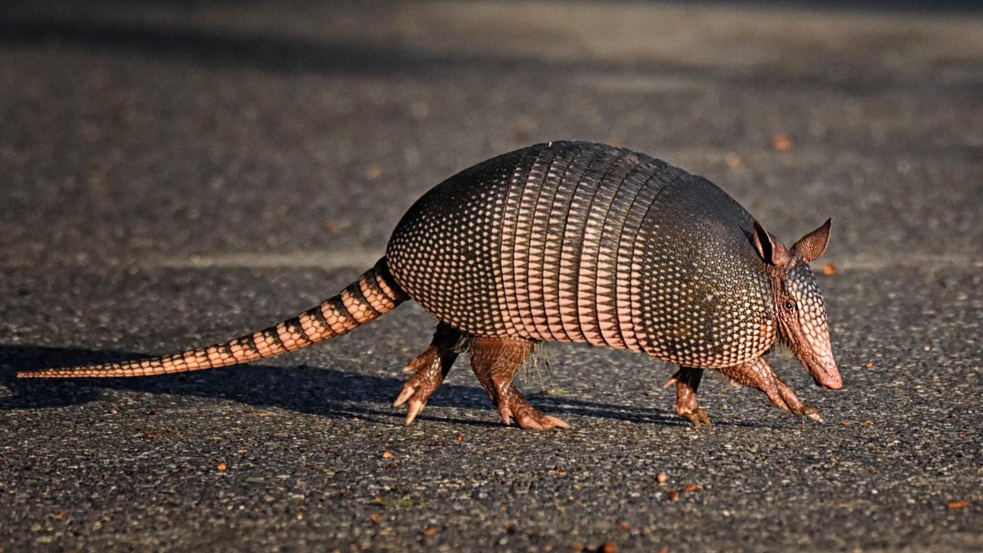 Armadillos are slowly, but consistently, creeping northward as temperatures warm and areas experience less snow cover. (Lois McCleary / iStock)