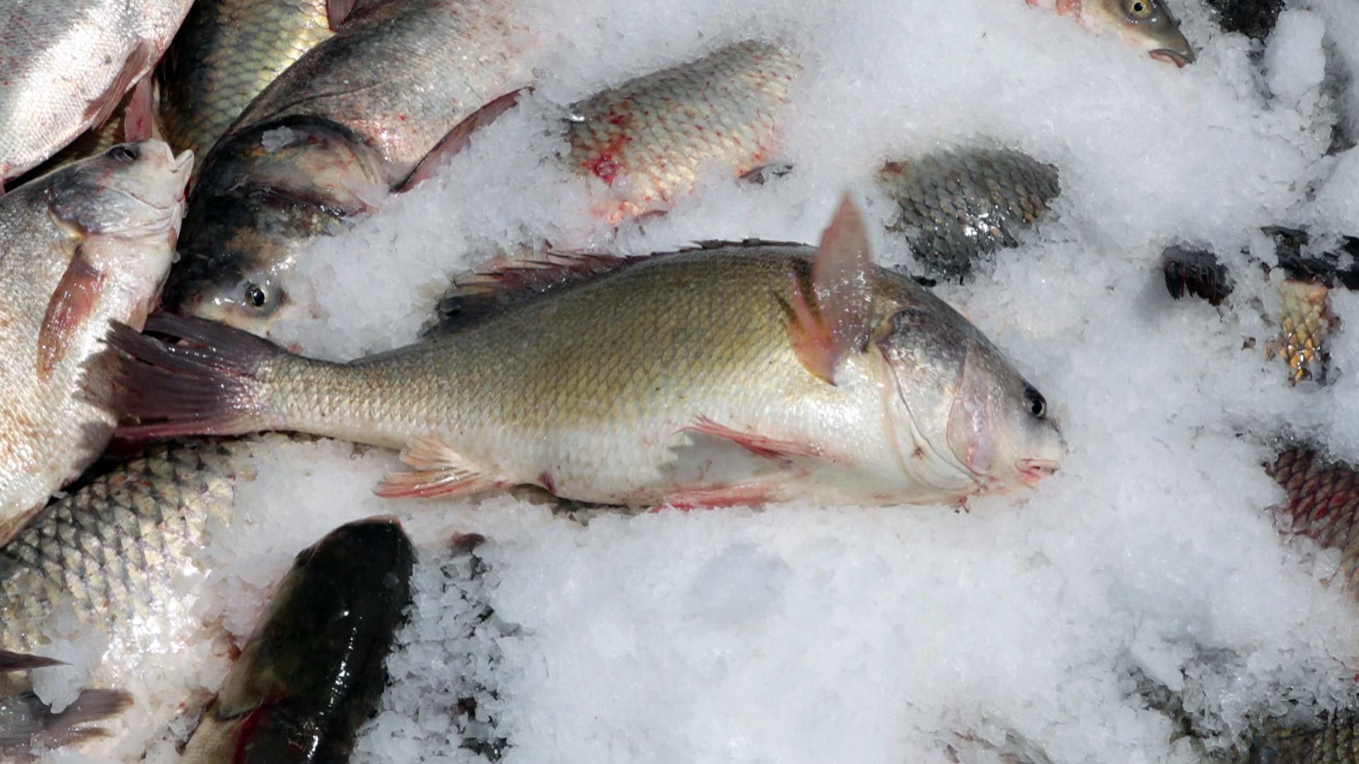 Asian carp on ice. (WTTW News)