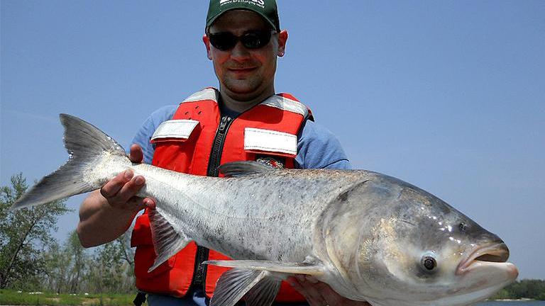 A bighead carp, a type of Asian carp, caught in the Illinois River. (Courtesy U.S. Geological Survey)