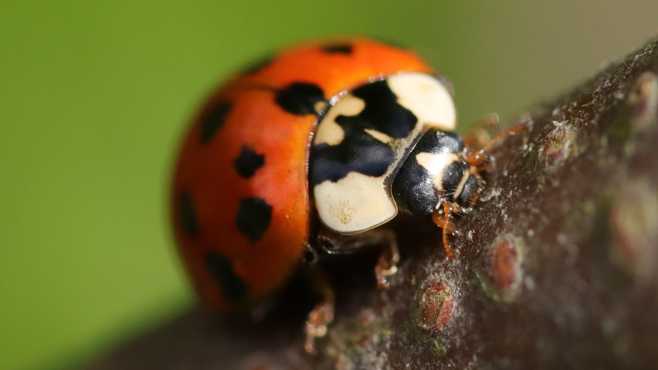 An Asian lady beetle, (DE1967 / iStock) An Asian lady beetle, (DE1967 / iStock)