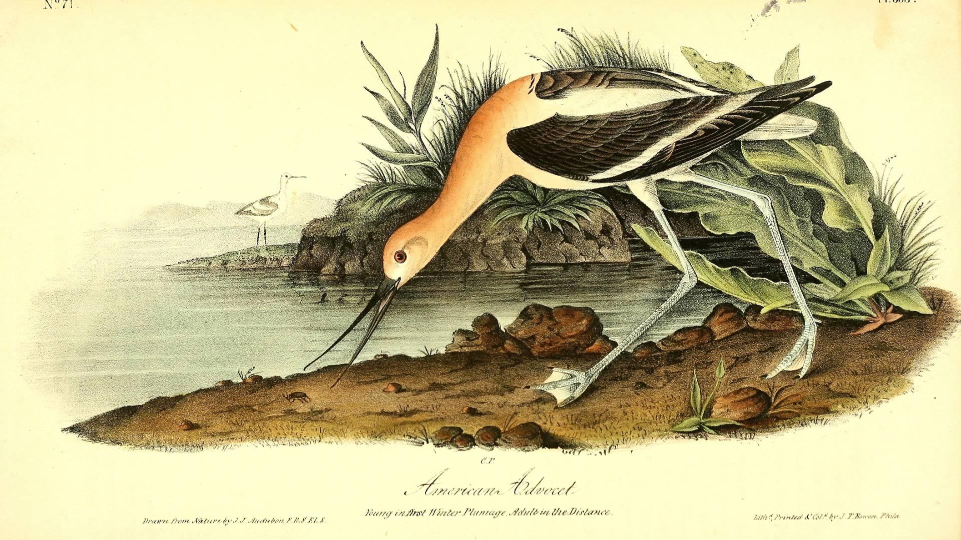 John James Audubon's illustrations are still revered, but the naturalist's troubling history is being called into question. (Biodiversity Heritage Library)