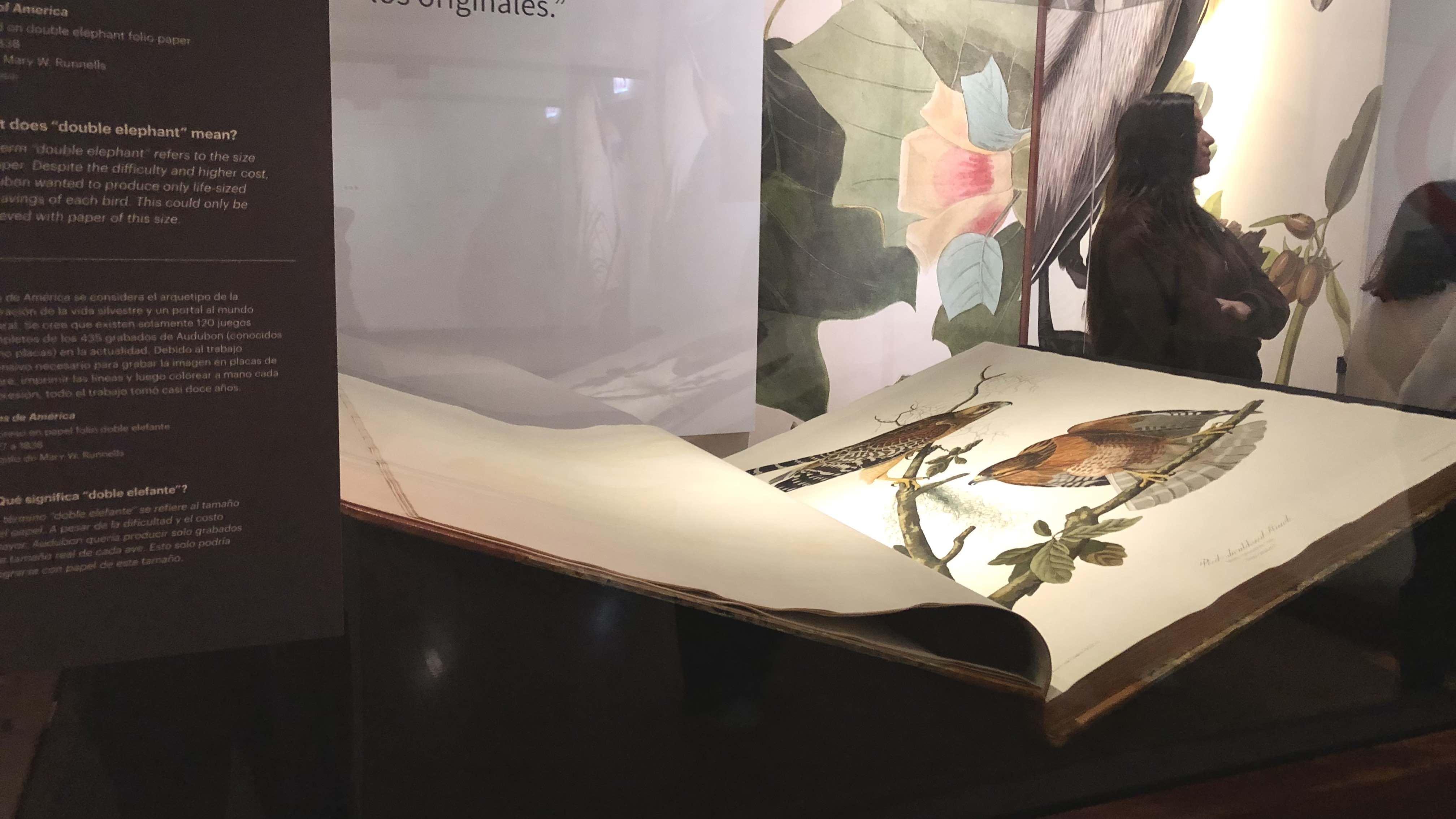 The Field Museum’s rare copy of John J. Audubon’s “Birds of America” is now on public view. (Patty Wetli / WTTW News)