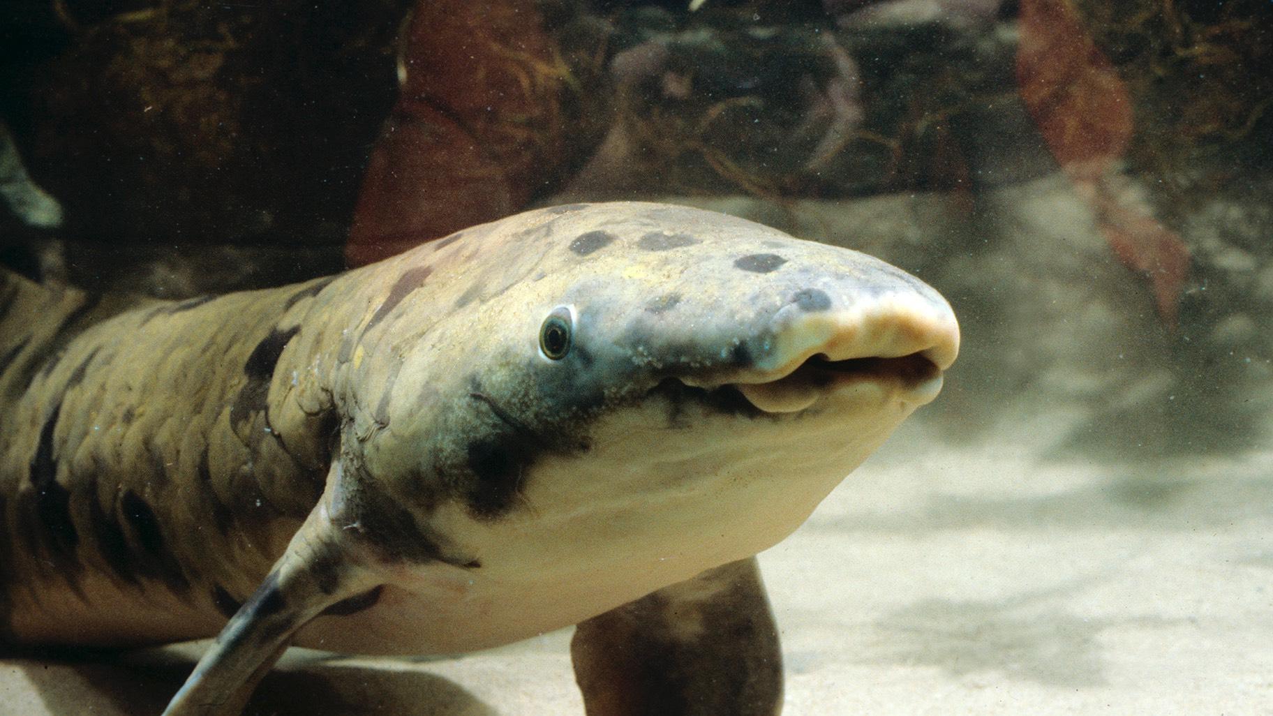 Granddad, in livelier days at the Shedd Aquarium. (Shedd Aquarium)