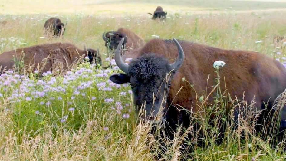 Bison at Midewin National Tallgrass Prairie, one of three natural areas in the region where bison have been reintroduced. (USDA Forest Service)