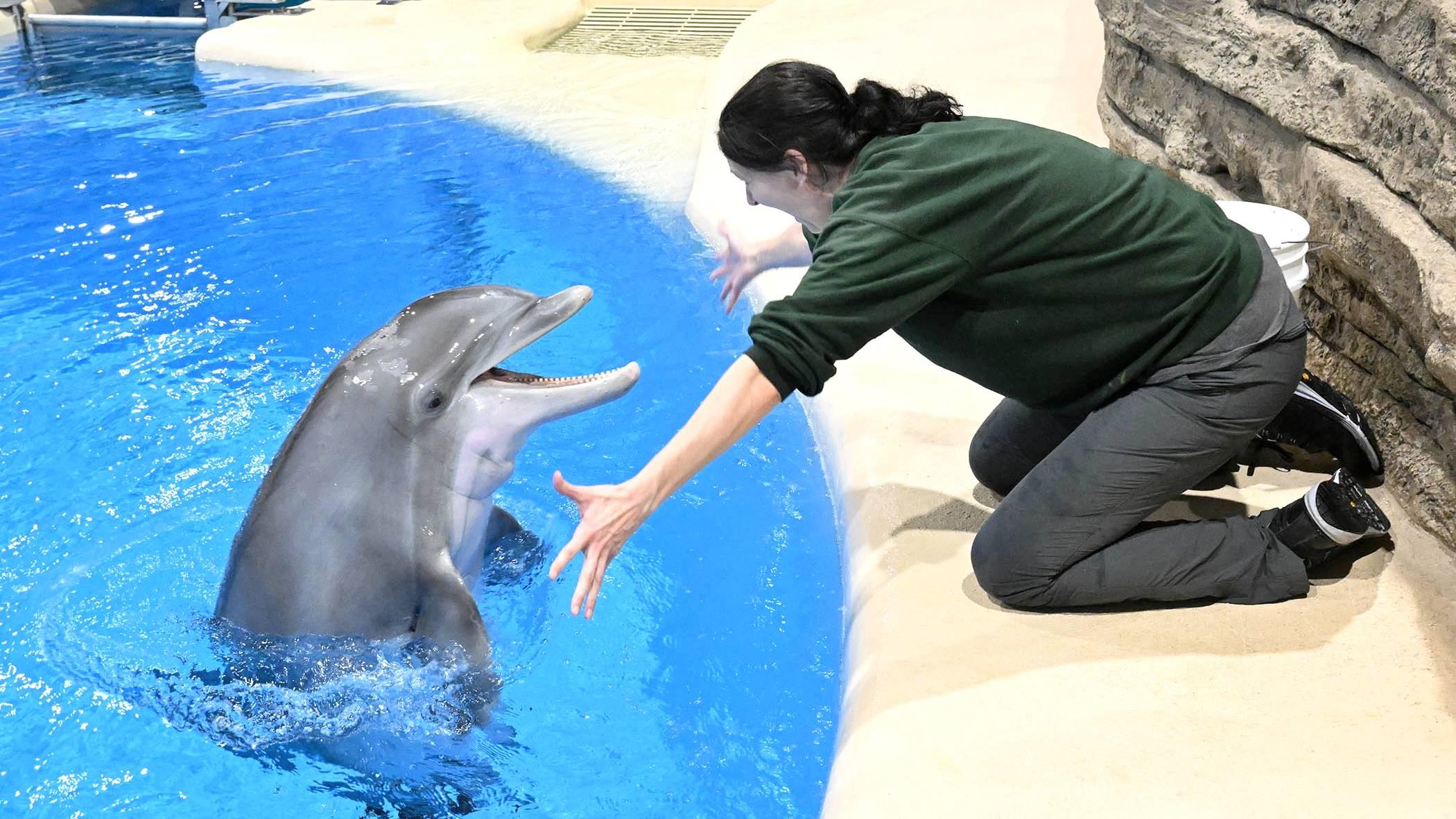 Tapeko, one of Brookfield Zoo’s bottlenose dolphins, gets a big welcome home from Melissa Zabojnik, a senior animal care specialist. (Jim Schulz / CZS-Brookfield Zoo)