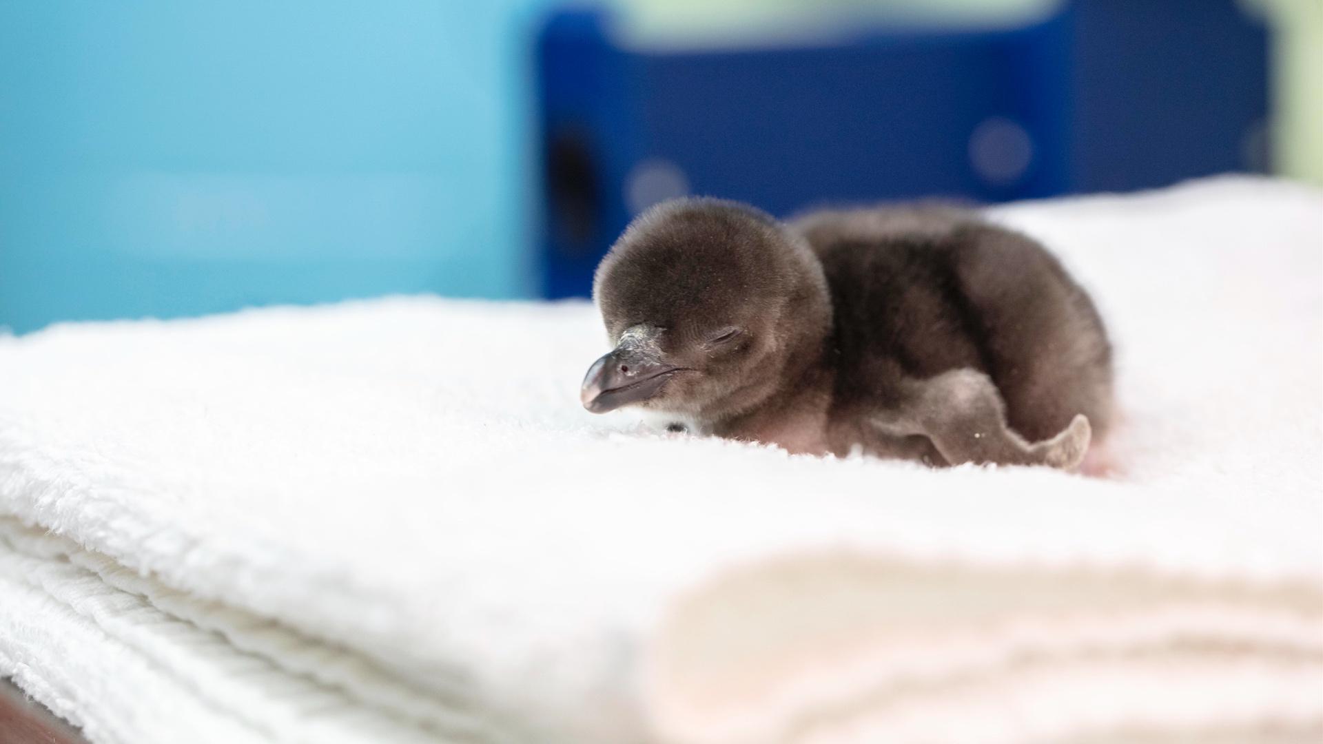 The Shedd Aquarium has shared new photos of its baby penguins, which hatched in May. (Shedd Aquarium/Brenna Hernandez) 