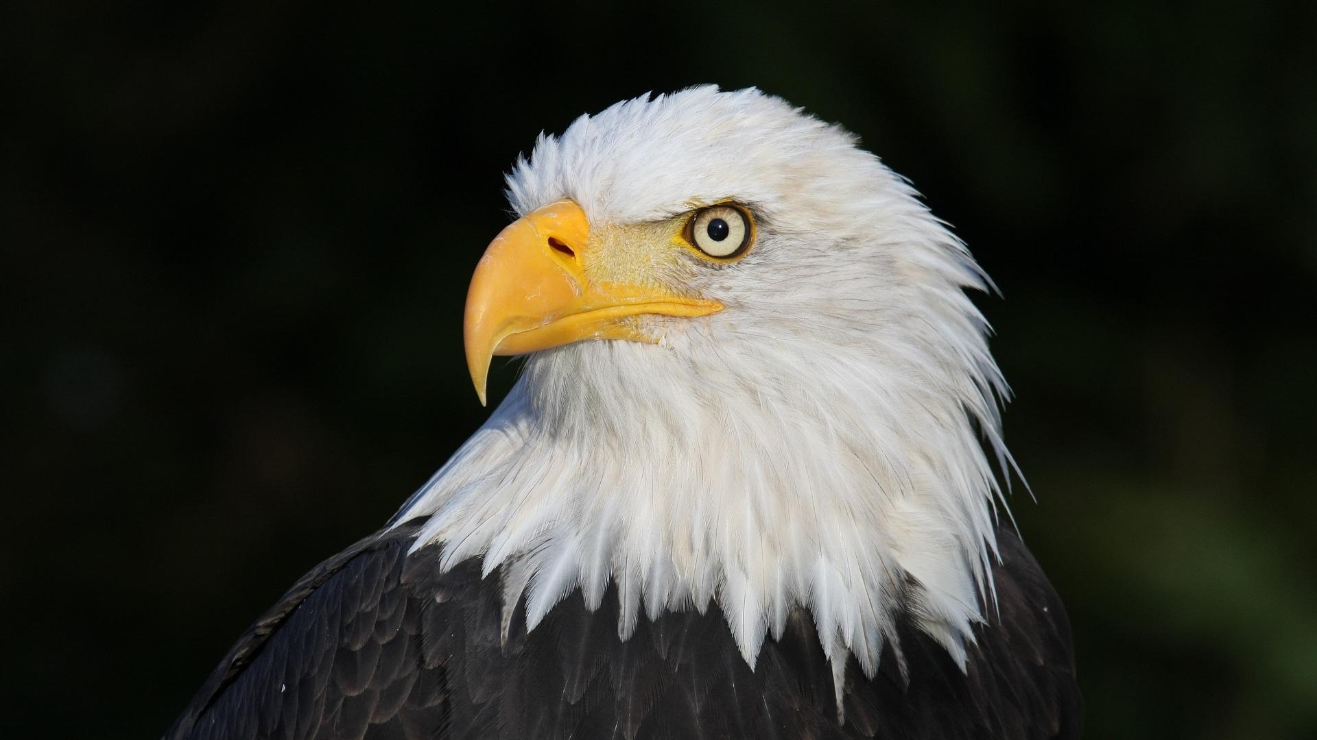 Best Places to See Bald Eagles in the Midwest - Pursuits with