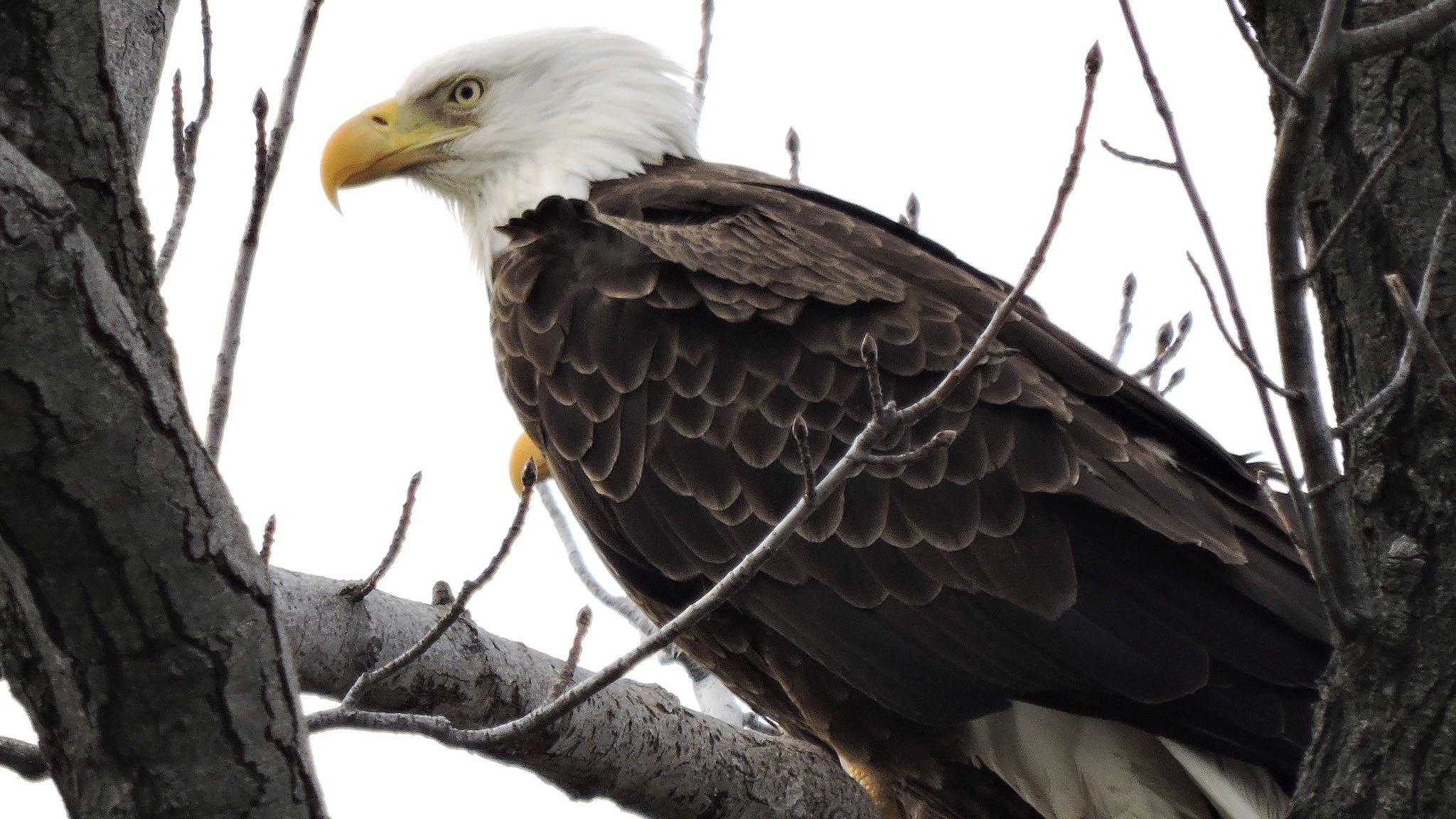 (U.S. Fish and Wildlife Service)