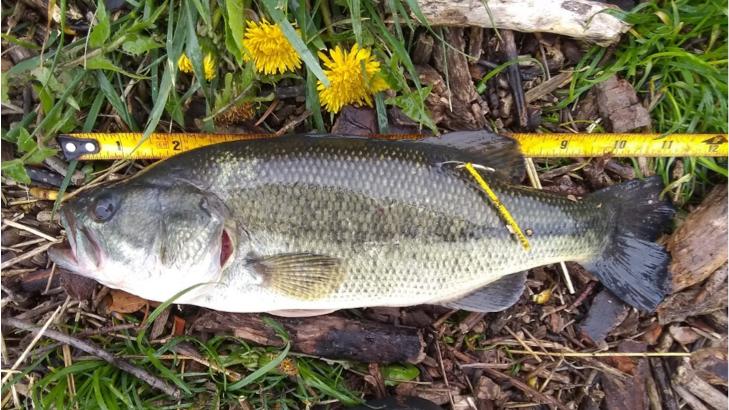 What’s so special about this fish? It’s all about the little yellow tag. (Metropolitan Water Reclamation District)