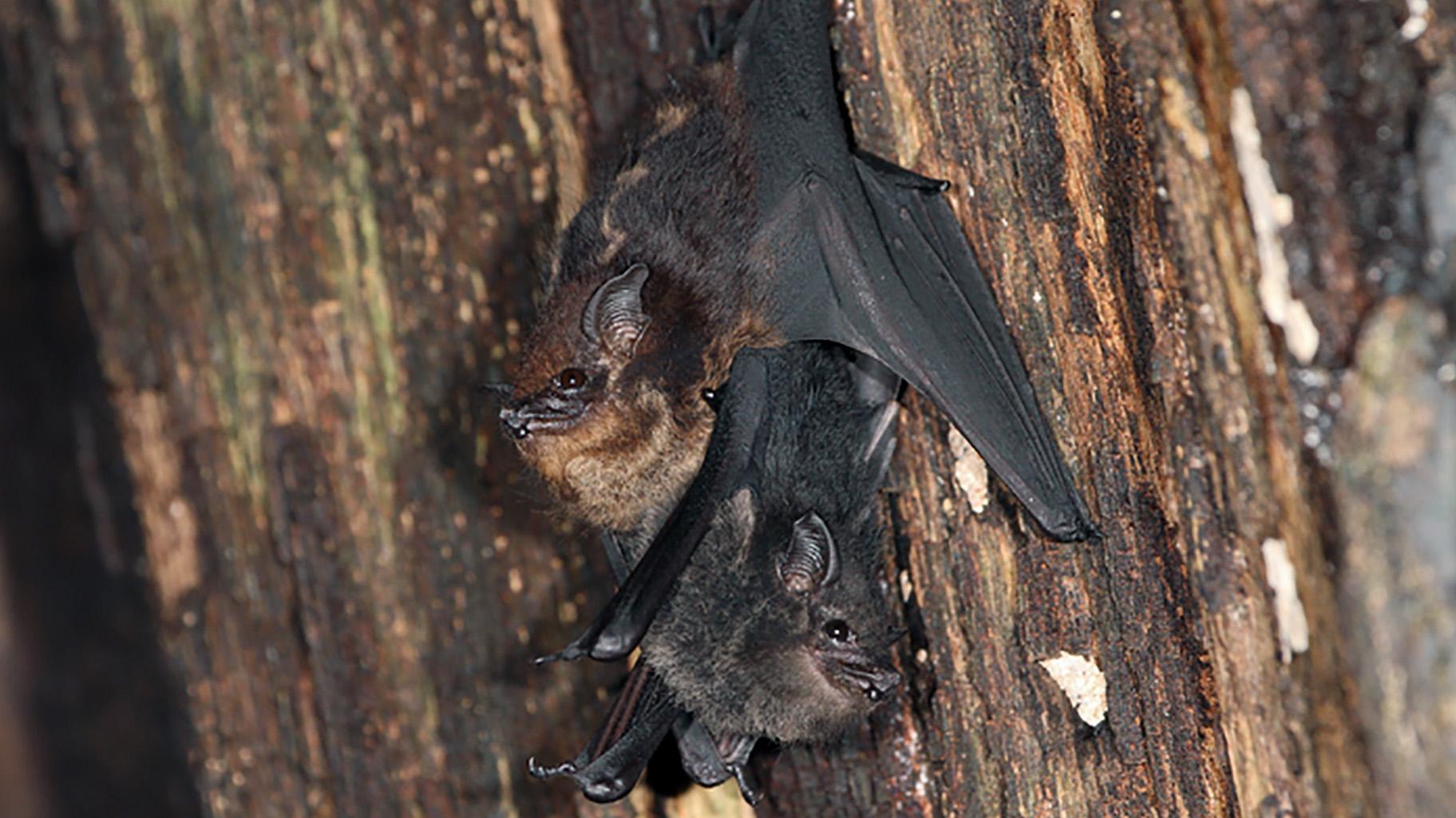 Mother and pup of the bat species Saccopteryx bilineata. Similar to human infants, pups begin babbling at a young age as they develop language skills. (Courtesy Ahana Fernandez / Michael Stifter)