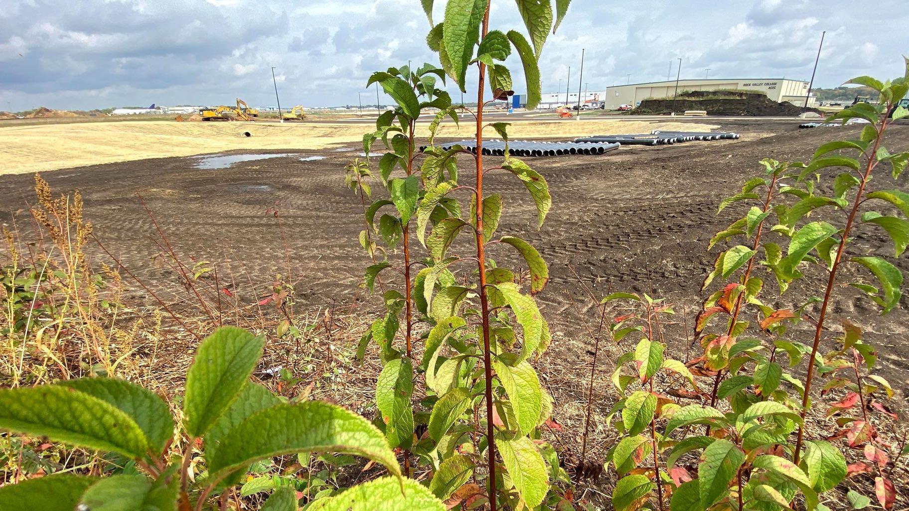 Bell Bowl Prairie, a high-quality remnant of Illinois prairie, located within the boundary of Chicago Rockford International Airport. (Courtesy of Cassi Saari)